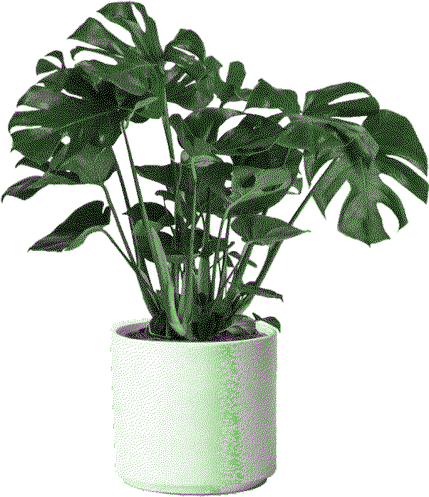 monstera plant